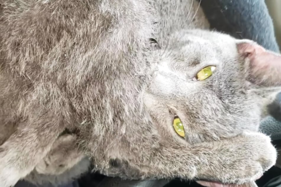 The shivering cat curled up in the car and was clearly thrilled to be rescued from the cold.