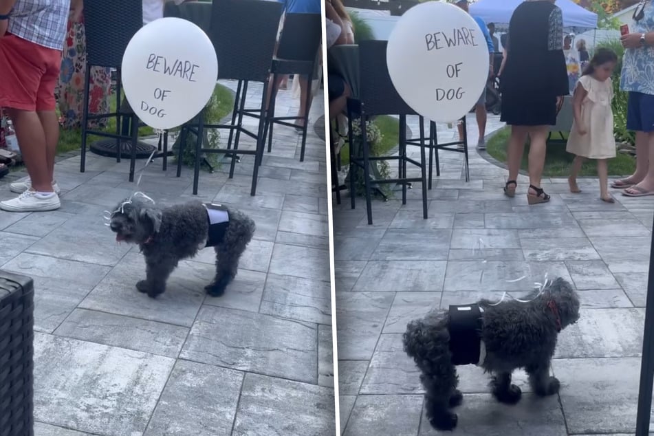 "Ten cuidado con el perro" está escrito en inglés en el globo que protege fielmente a Marley en la fiesta.