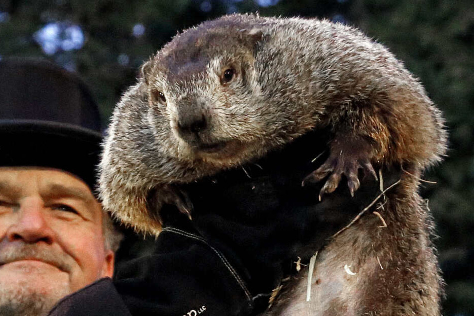 Murmeltier Phil ist in Amerika eine Berühmtheit. Jährlich am 2. Februar sagt er in Punxsutawney den Fortgang des Winters voraus.