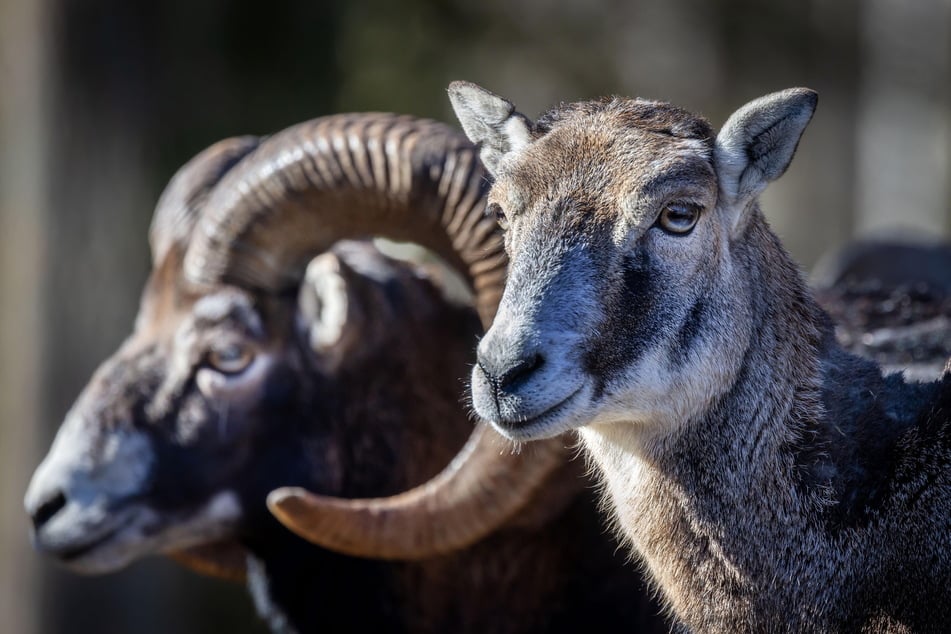 Mehr über die Rollenverteilung von "Herrn und Frau" Mufflon (v.l.) gibt es am heutigen Samstag im Wildgatter Oberrabenstein zu erfahren.