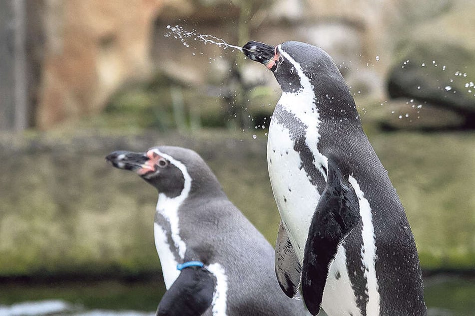 Die Pinguine sind nicht so treu, wie sie immer scheinen ...