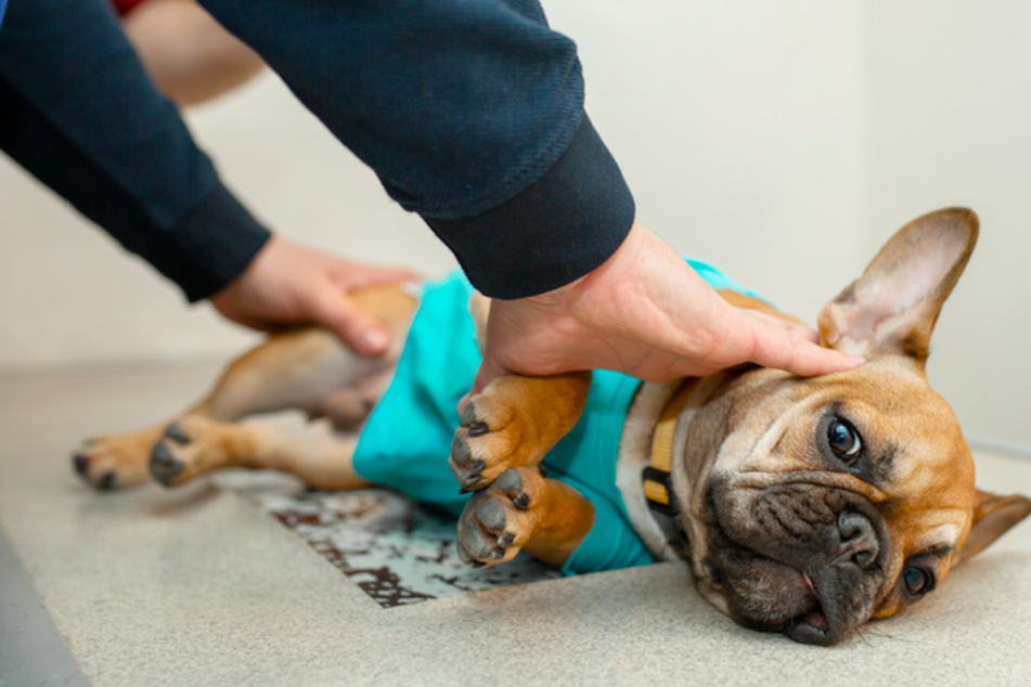 Im Magen einer französischen Bulldogge wurden Rasierklingen gefunden. (Symbolbild)