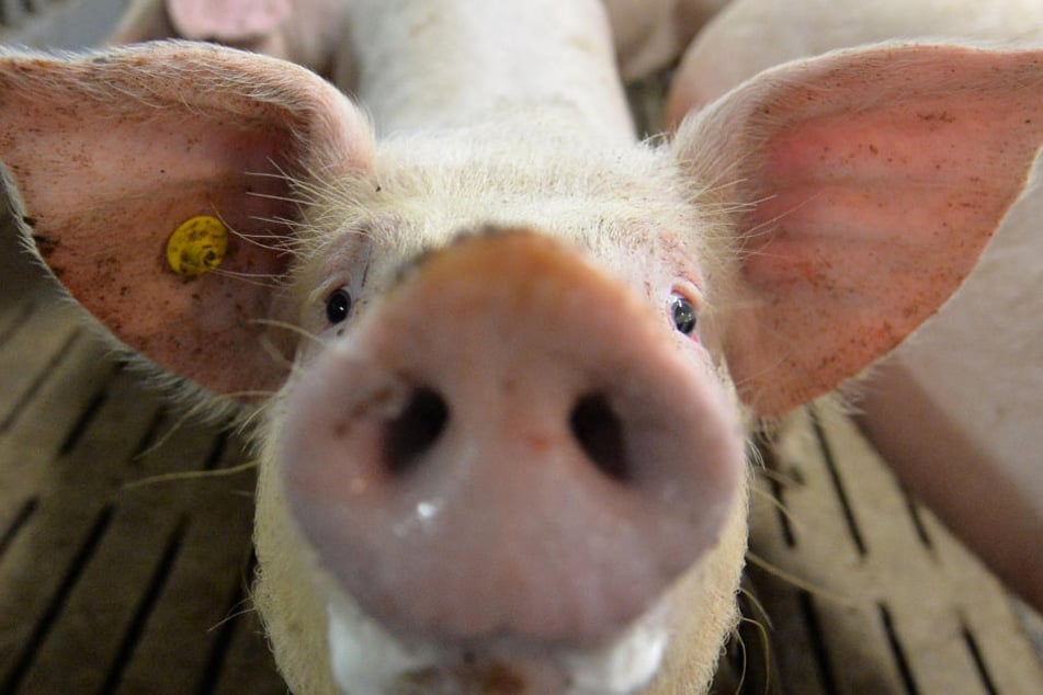 Ein Mastschwein in einem Mastbetrieb in Lindern (Niedersachsen) im Stall.