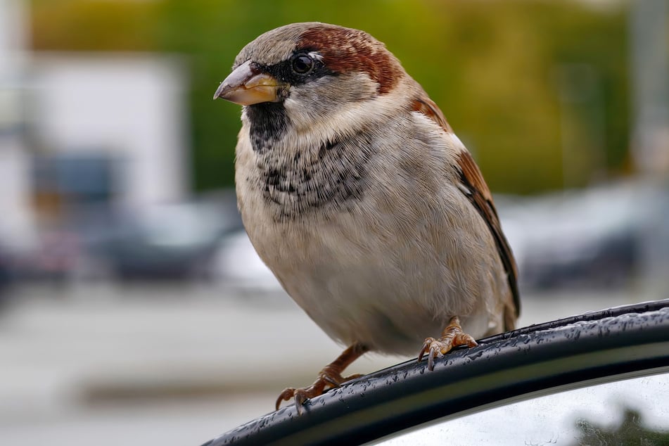 Notfalls nehmen Spatzen mit einem Autospiegel als Landeplatz Vorlieb. Büsche bieten ihnen mehr Deckung.