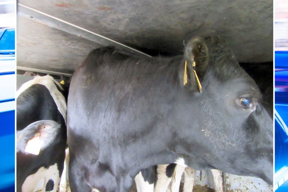In einem Sattelschlepper waren 50 Rinder zu eng untergebracht, sodass es für die Tiere in hohes Verletzungsrisiko gab.
