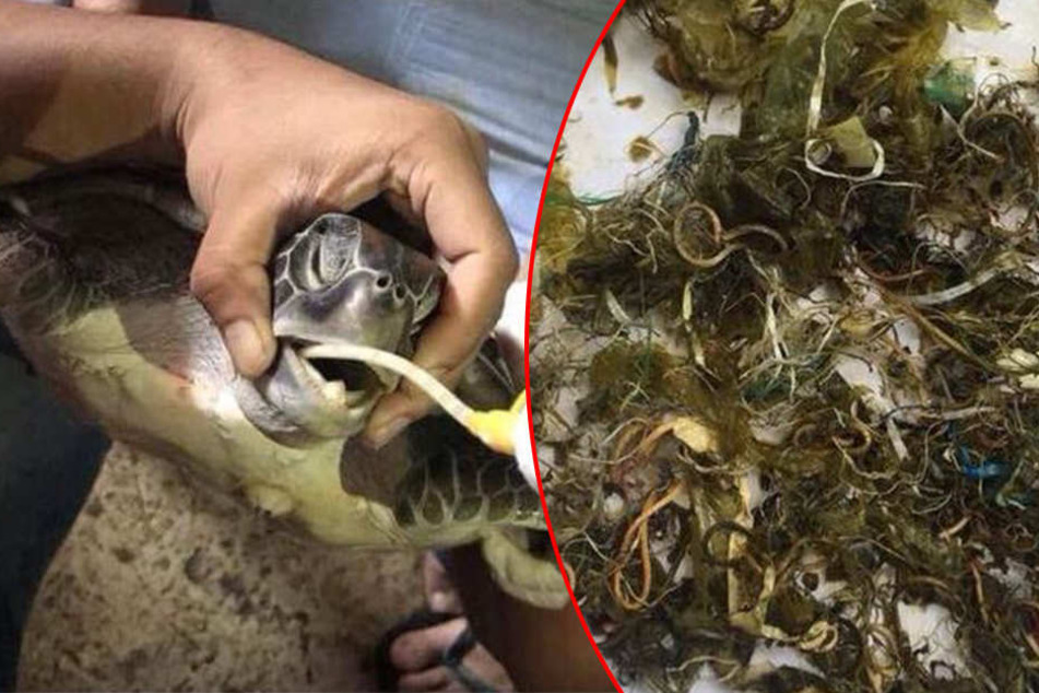 Die Schildkröte hatte unendlich viel Müll im Bauch.
