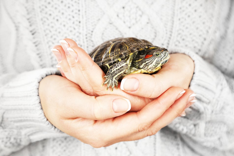 Schildkröten sind scheinbar nicht Gassi-bedürftig. (Symbolbild)
