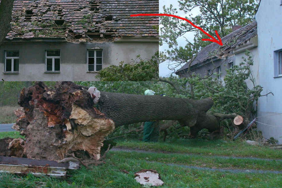 Sturmtief Xavier hinterlässt auch in
der Oberlausitz Spuren. In Brauna bei Kamenz fiel ein Baum in ein Dach. Der 20
Meter lange Baum beschädigte dabei den Dachstuhl erheblich.