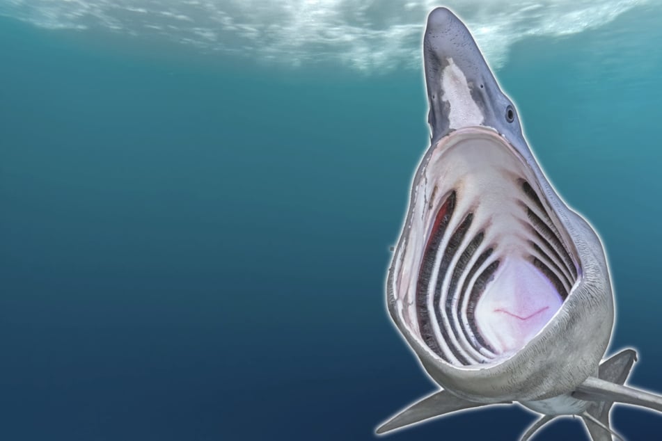 Wenn man einem Riesenhai im Meer begegnet, wird vielen sicherlich angst und bange. Doch eigentlich braucht man sich vor den Meeresriesen nicht zu fürchten. (Symbolfoto)