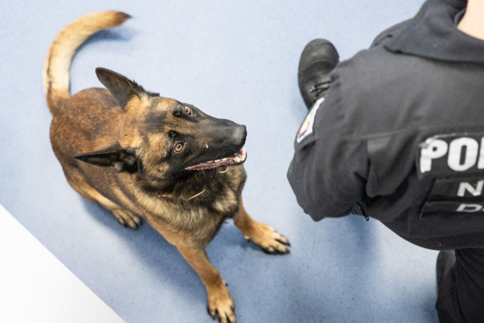 Ein Spürhund machte die Entdeckung. (Symbolbild)