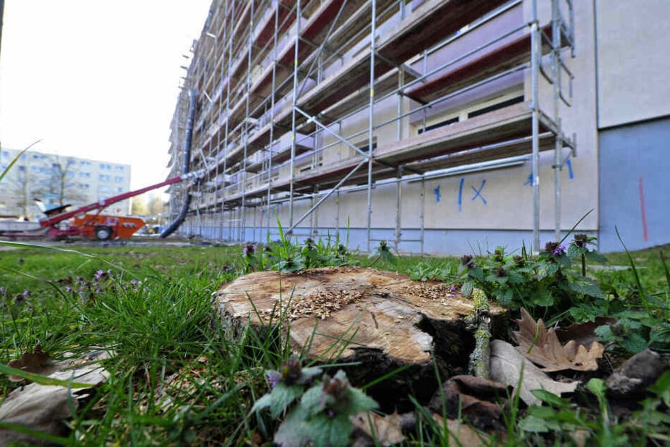Weil Balkone angebaut werden, mussten Bäume in der Paul-Bertz-Straße weichen.