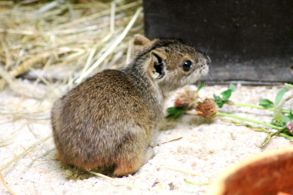 Im Tierpark Chemnitz gab's tierisch süßen Nachwuchs bei den Bergmeerschweinchen.