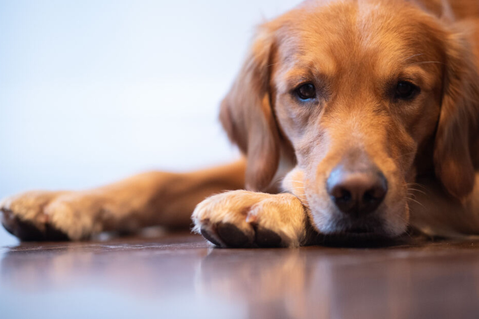Therapiehund Watson liegt auf dem Boden.