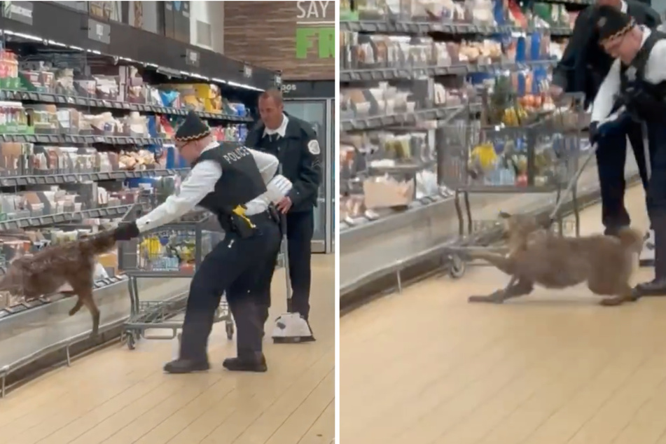 Police officers pulled a wild animal from the shelves of an Aldi supermarket in Chicago on Monday in some truly shocking footage.