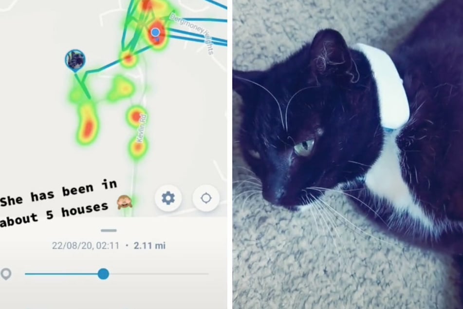 Der Tracker zeigt Besitzerin Aoifee: Ihr Kater Jagger besuchte fünf Häuser in ihrer Wohngegend.