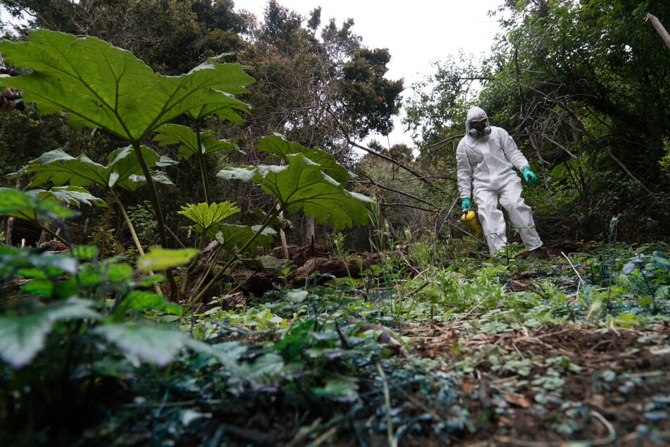 Invasive species are costing the world much more in damages that previously thought!