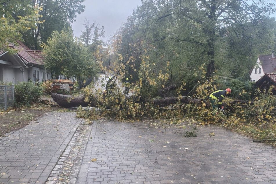 Herbststürme sorgen für Verwüstung und mehrere Einsätze in Sachsen-Anhalt