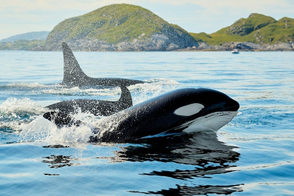 Killer whales have been caught using seaweed to rub and groom each other in what scientists say is the first evidence of marine mammals making their own tools.