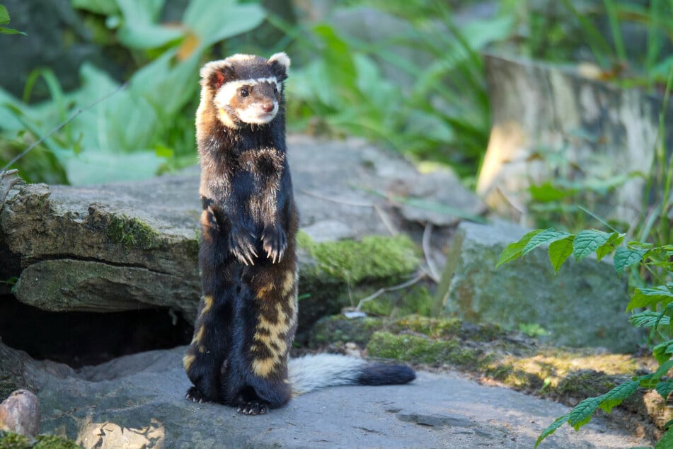 En el zoológico de Magdeburgo también falleció el último tigre iltis.