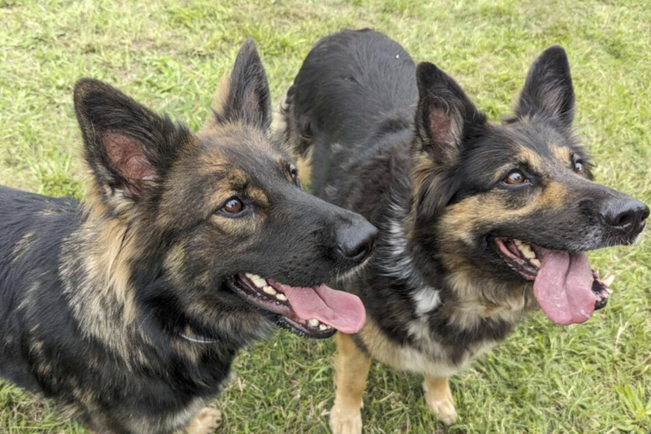 Unzertrennliche Liebe auf vier Pfoten: Das Schäferhund-Duo sucht sein gemeinsames Glück