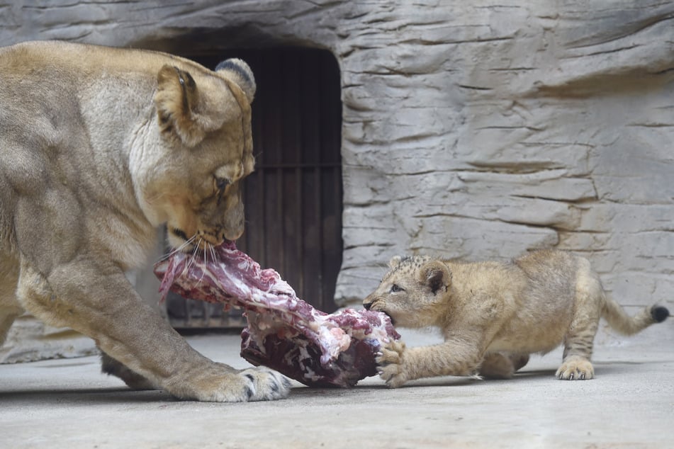 In manchen Zoos ist es gängige Praxis, Tiere zu töten und an andere Tiere zu verfüttern. (Symbolbild)