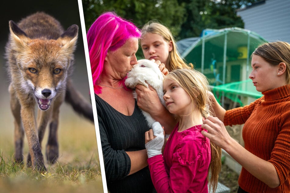 War der Hasen-Verstümmler in Sachsen nur ein gemeiner Fuchs?
