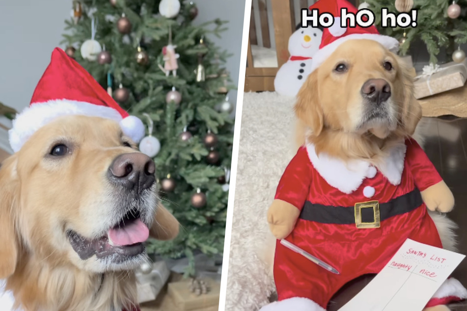 Daisy the dog greets her audience with a "Ho Ho Ho!" in an adorable Santa costume.