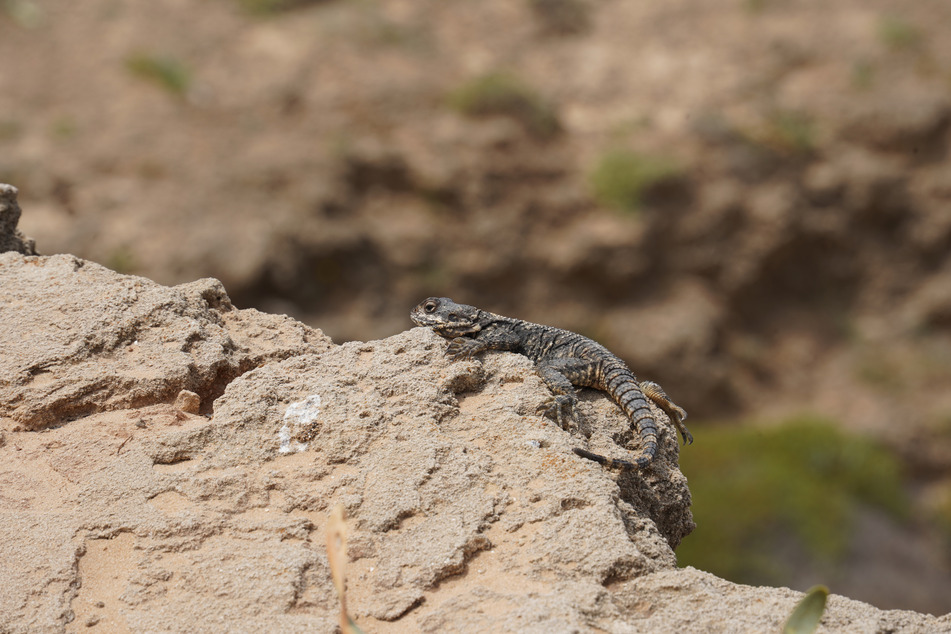 As agamas continues to consume brown anoles, mosquito-borne illnesses could increase.