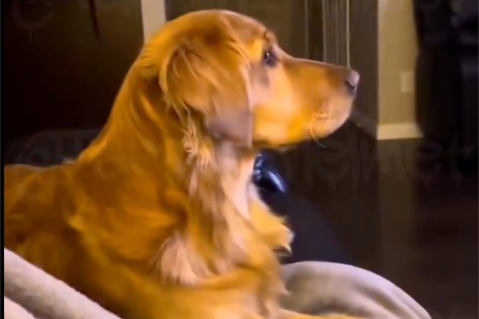 Even pets like this golden retriever didn't want to miss out on the heated debate.