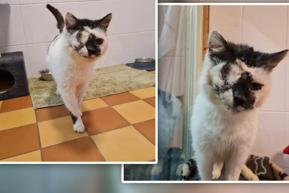 "Unkraut vergeht nicht": Einäugiger Katzen-Opa Albert wünscht sich ein Zuhause