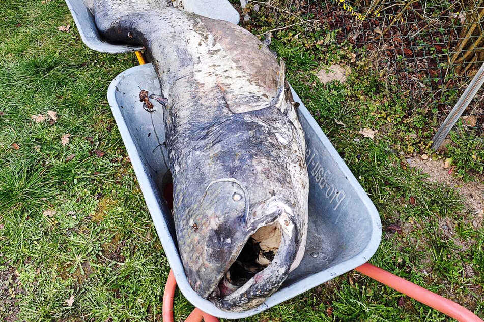 Zwei Schubkarren waren notwendig, um den gewaltigen Fisch-Kadaver abzutransportieren.