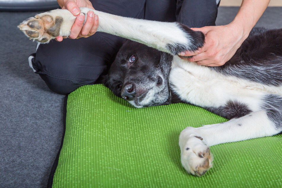 Massagen und Dehnübungen werden für Tiere von spezialisierten Physiotherapeuten durchgeführt.
