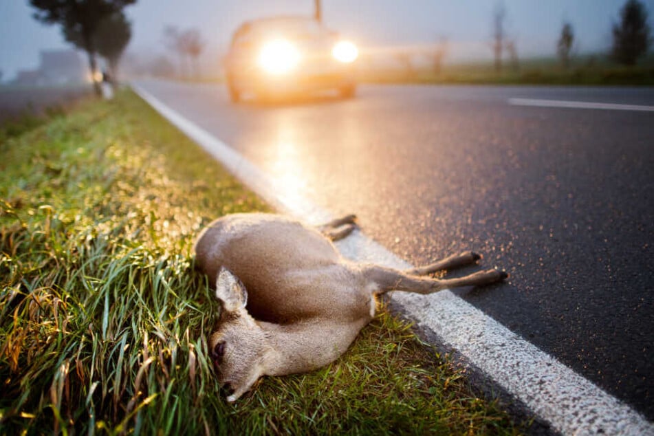 Ein totes Reh liegt nach der Kollision mit einem Auto am Straßenrand einer Landstrasse.