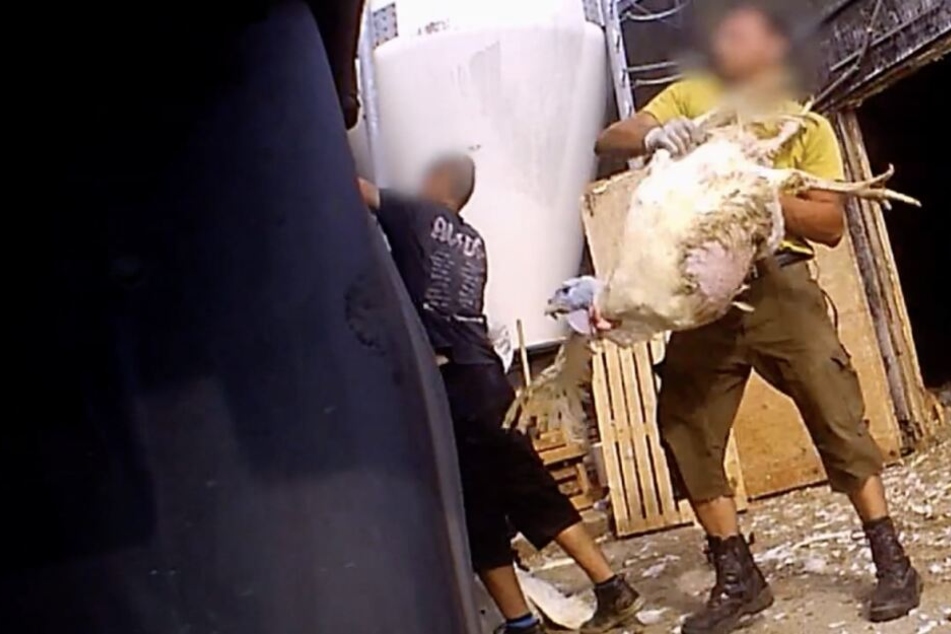 Im Video sieht man, wie die Tiere lebendig in einen Transporter geworfen werden.