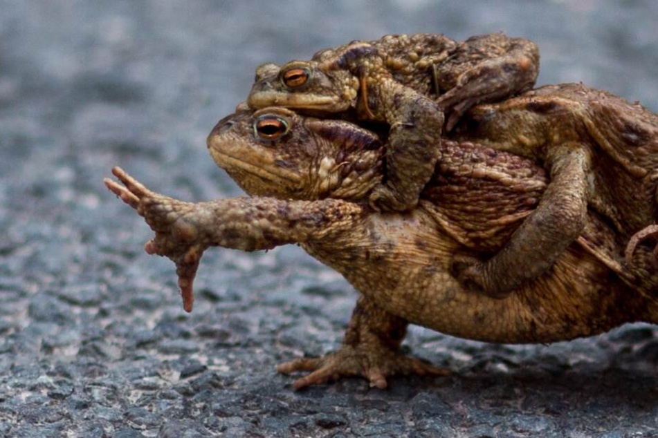 Die Tiere treten ihre Laichwanderung ab. (Symbolbild)