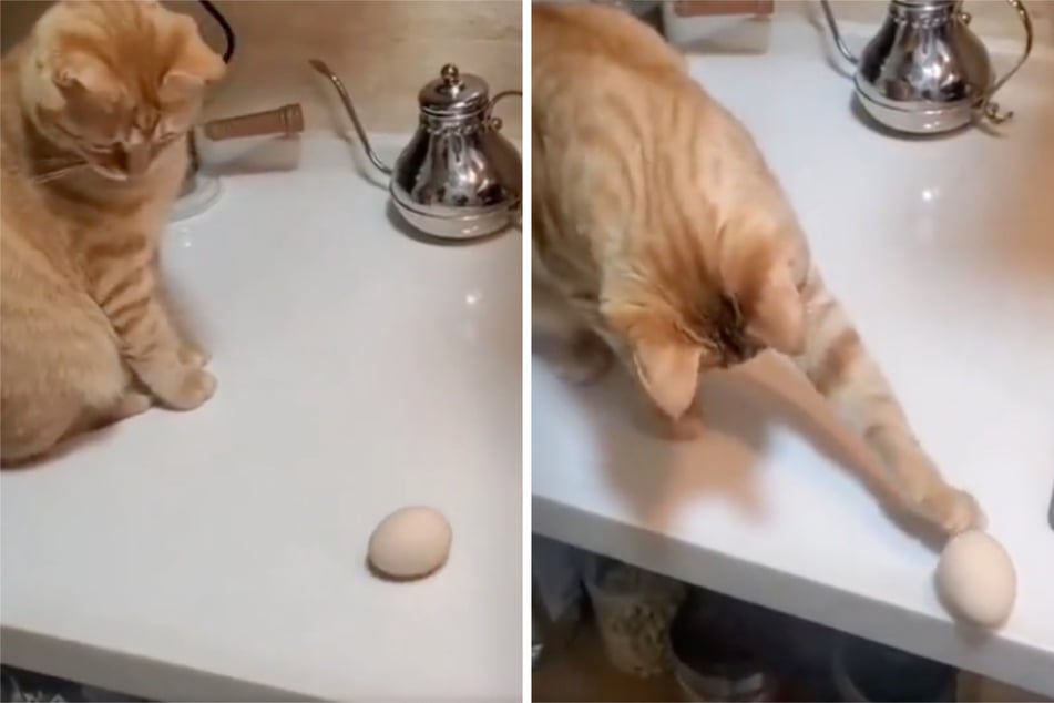 A cat and its curiosity over an egg has sparked a wave of amusing video replies.