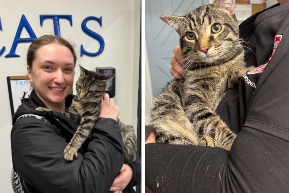 Tierheim-Mitarbeiter finden Katze samt trauriger Notiz vor der Tür: Das stand auf dem Zettel