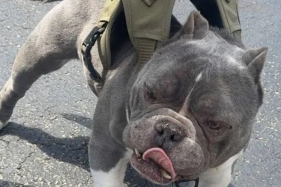 Dieser American Bulldog lief herrenlos auf den Straßen von Kankakee in Illinois herum.