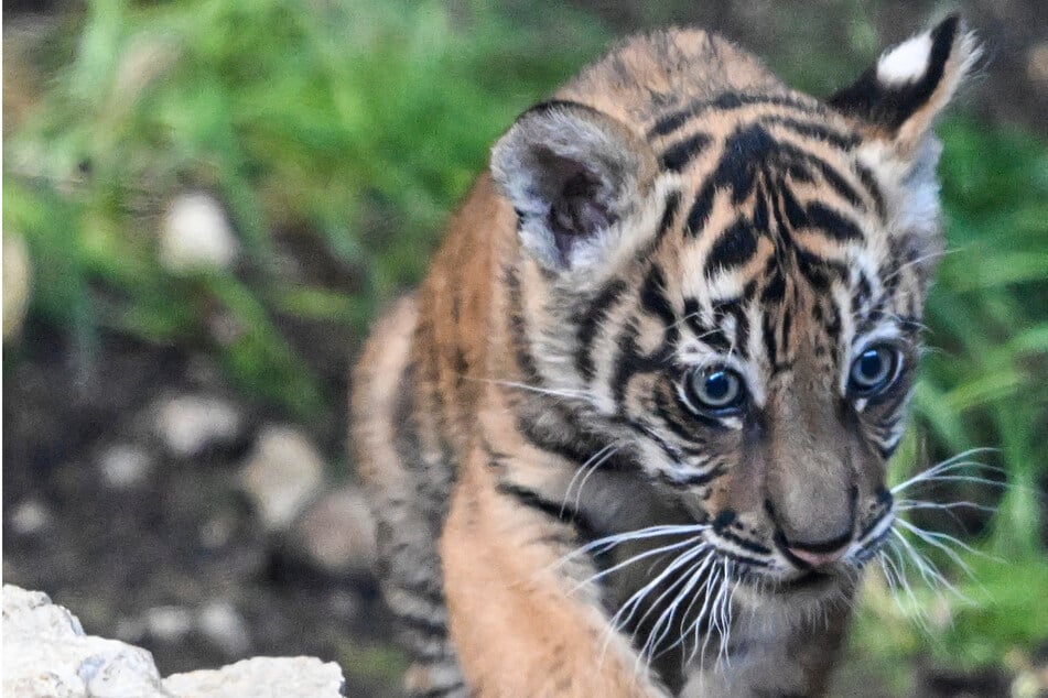 Das Warten hat ein Ende: So heißt das Tiger-Baby aus dem Berliner Tierpark