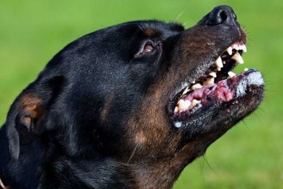 Der Hund biss den Mann in den Bauch - das Herrchen interessierte sich herzlich wenig dafür. (Symbolbild)