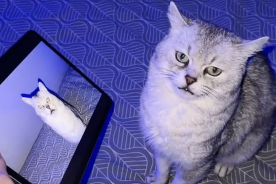 Deksy the cat had a very passionate reaction to seeing a video of himself meowing.