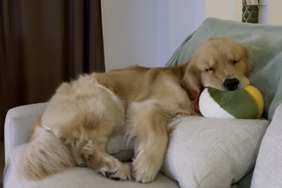 Dem Golden Retriever geht es ja sooooooooo schlecht.