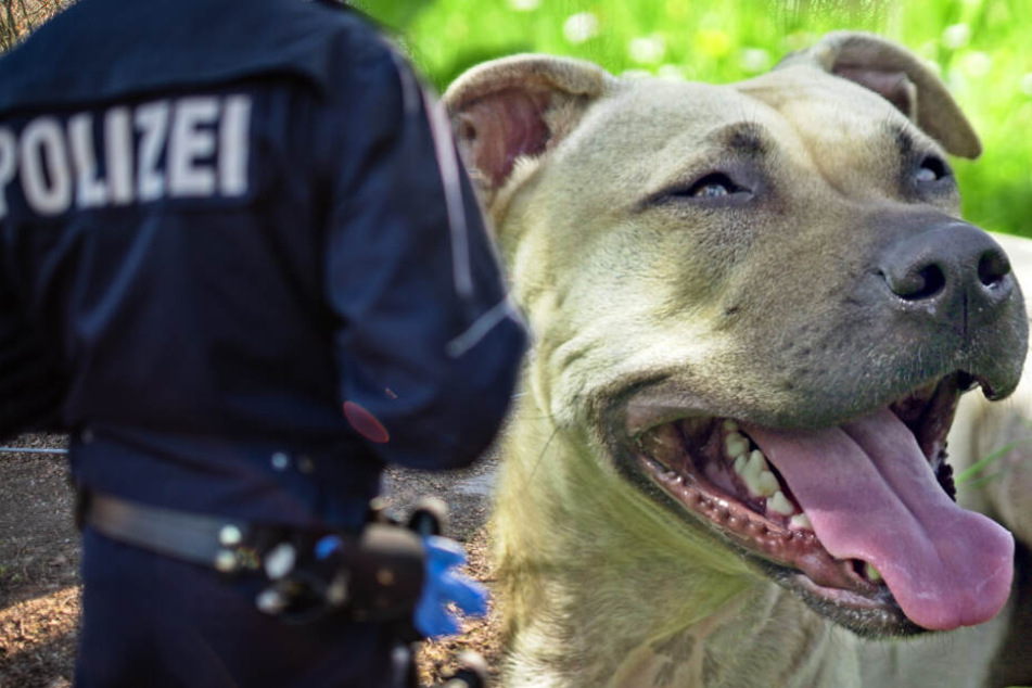 Hund bellt bis die Polizei kommt Beamte entdecken ermordete Frau in