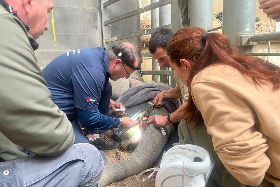 Unter Narkose wurde Akitos verletzter Stoßzahn behandelt.