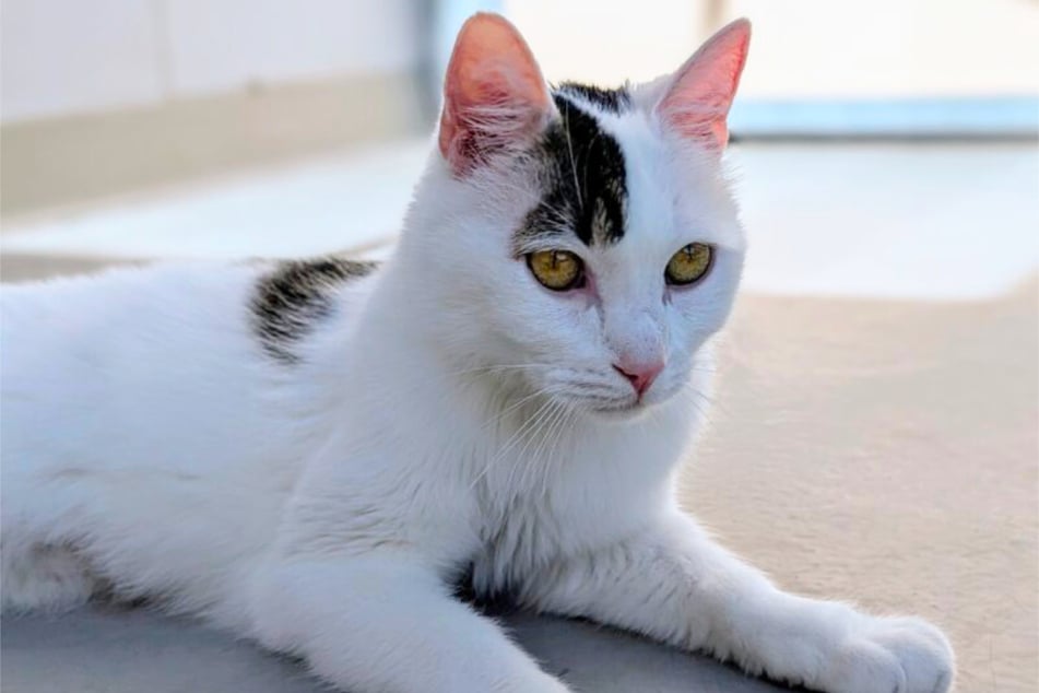 Der zuckersüße Kater Panda (7) hat einiges durchgemacht.