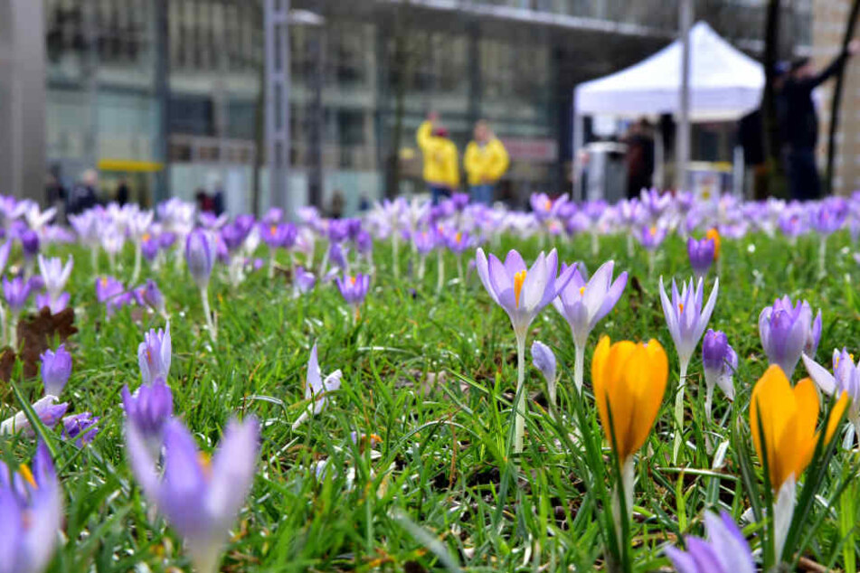 In der Chemnitzer City blühen die ersten Krokusse.