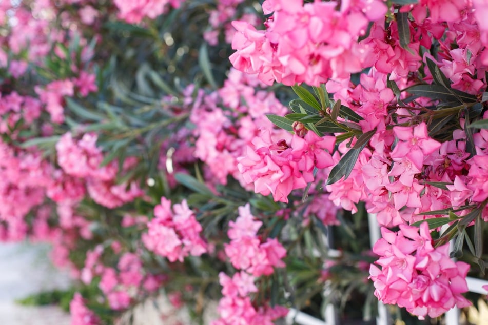 Soll der Oleander auch im nächsten Jahr noch gedeihen und blühen, sollte man ihn auch im Winter pflegen.