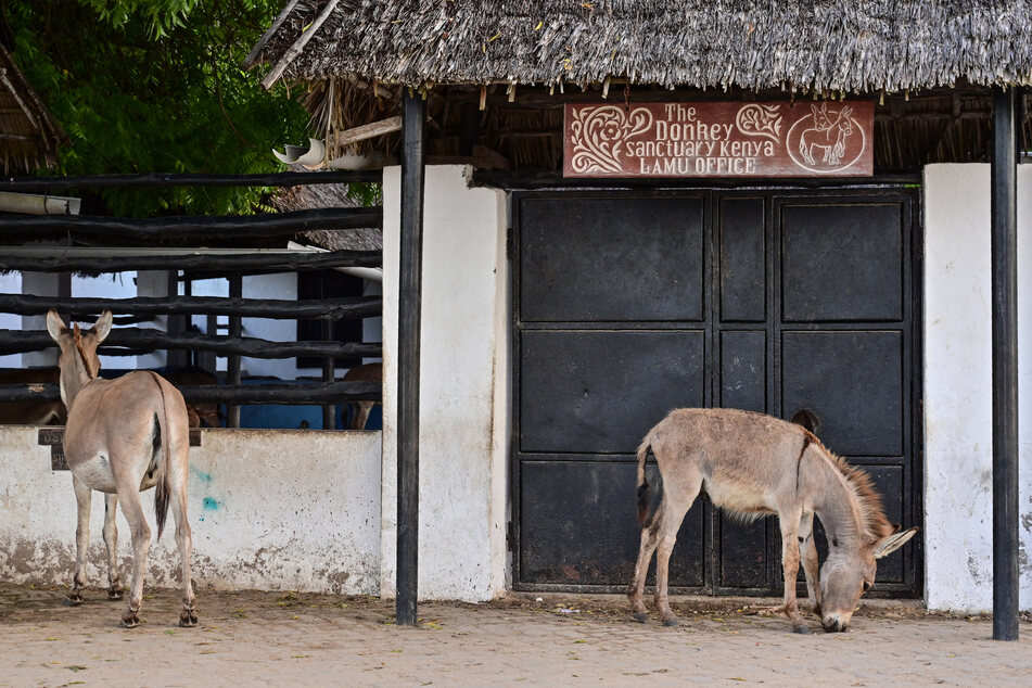 The Donkey Sanctuary has joined with the University of Portsmouth to conduct thorough research into the scourge of plastic on the local donkey population.