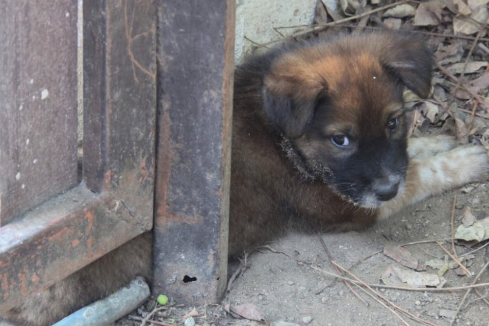 Brüder horten 140 Tiere in Ekel-Haus: Darunter Hunde, Pferde, und Kängurus!