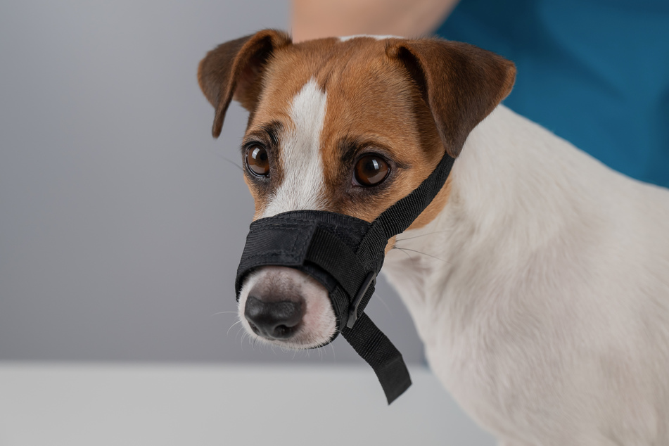 If a dog has a tendency to bite, it should be taken to the vet for assessment and fitted with a muzzle for the purpose of safety.